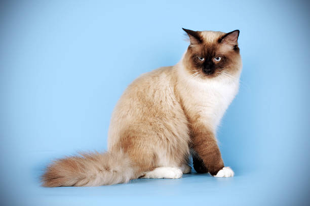 istock beautiful cat breed Neva masquerade on a blue background 618640430