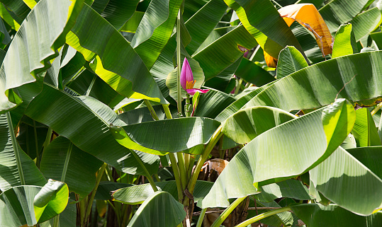 banana blossom  among banana leaves
