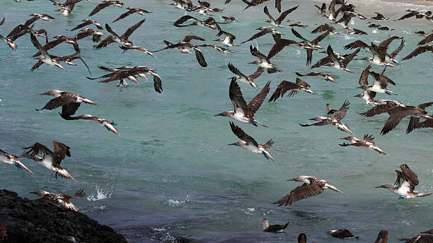 tette dai piedi blu che volano e pescano, galapagos - galapagos islands bird booby ecuador foto e immagini stock