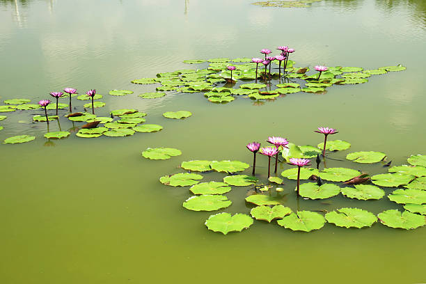 istock Beautiful pink lotus in the pond 618641014