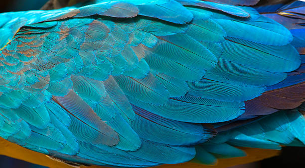 istock Colorful of blue and gold bird's feathers 618641688