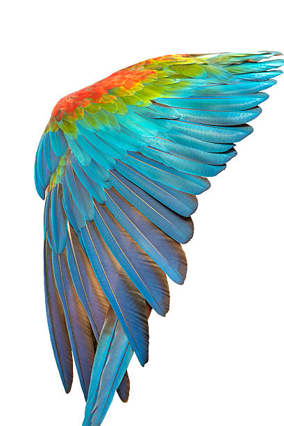 istock Colorful of blue and gold bird's feathers, 618641944
