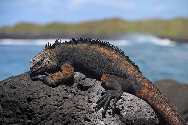 istock Galapagos Marine Iguana resting on lava rocks 618644330