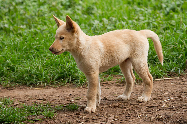 small-dingo.jpg?s=612x612&w=0&