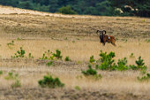 Mouflon in the landscape