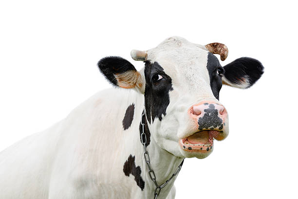 istock Funny cute cow isolated on white 618650322