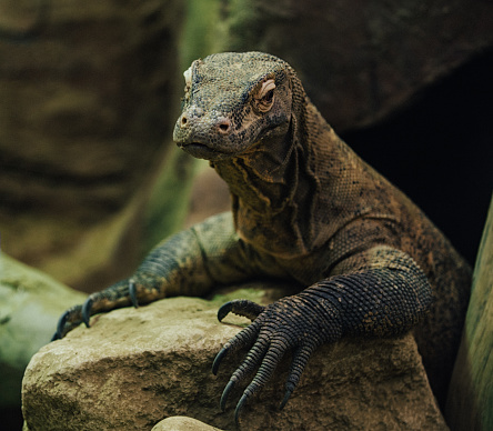 Dragón de Komodo reptil photo