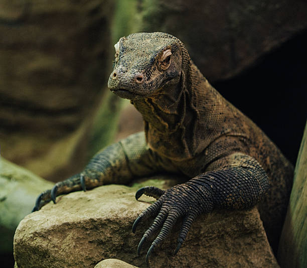 Komodo dragon reptile Portrait of dangerous young komado dragon looking at camera on the rock new britain island stock pictures, royalty-free photos & images