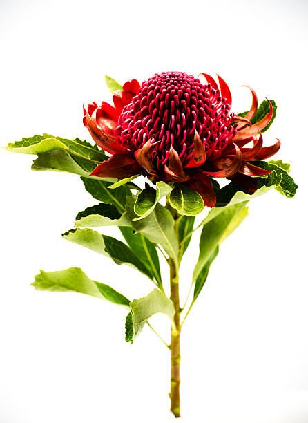 Red Australian Waratah Flower Waratah flower on a long stem telopea stock pictures, royalty-free photos & images