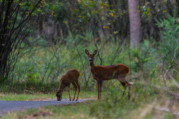 istock Two deer on the side of the road 618650972