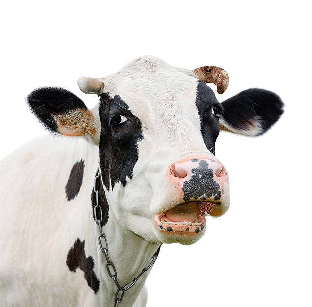 istock Funny cute cow isolated on white 618651022