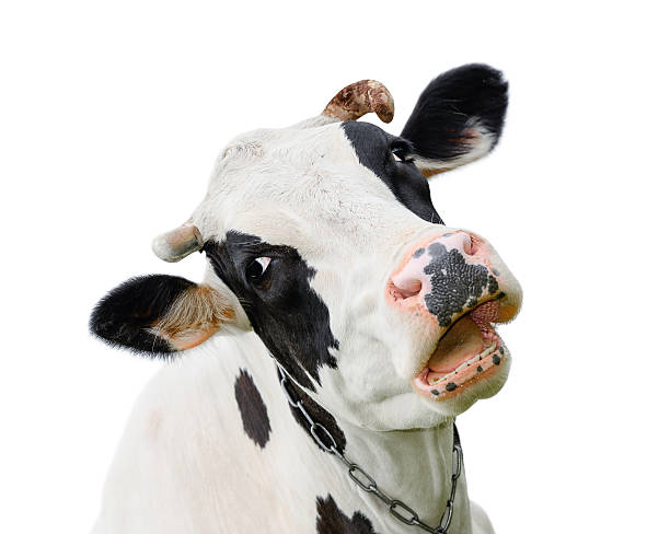 istock Funny cute cow isolated on white 618651168
