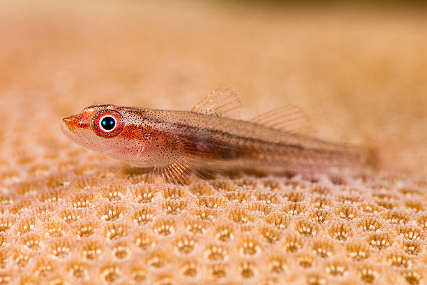 o fantasma de michel goby (pleurosicya micheli) - goby fish flash - fotografias e filmes do acervo