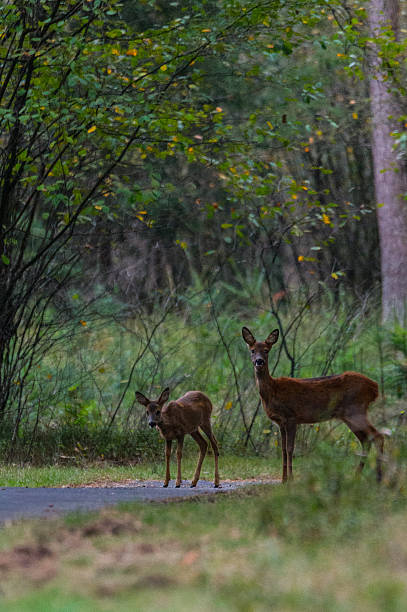 istock Deer on the road in the forest 618651528