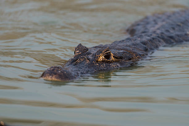 istock Yacare caiman swimming through rippled green water 618651624