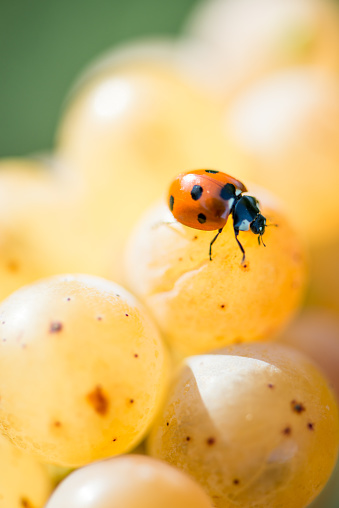 Ladybird On the Bunch of White Grapes