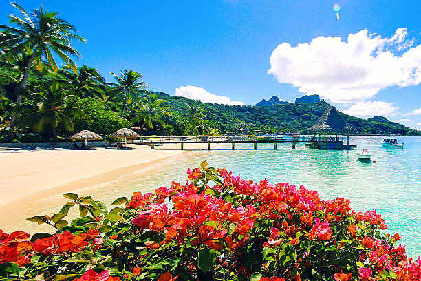 istock Bora Bora Tahiti Flowers 618651752