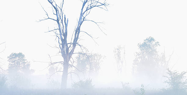 istock Beyond the mist, old dried tree in a fog, misterious 618652166
