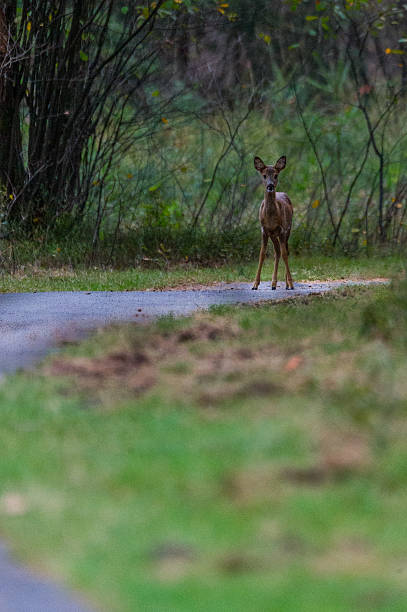 istock Young deer on the street 618652238