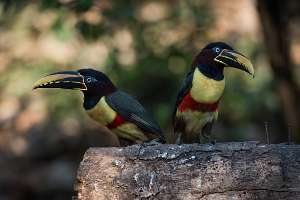 istock Two chestnut-eared aracaris on log in shade 618652986