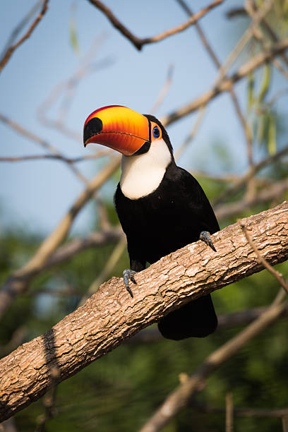 istock Toco toucan perched on branch in sunshine 618653406