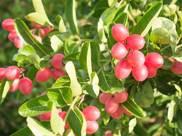 istock karonda or Carunda Fruits on tree 618654040