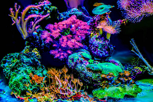 Variety of Corals stock photo