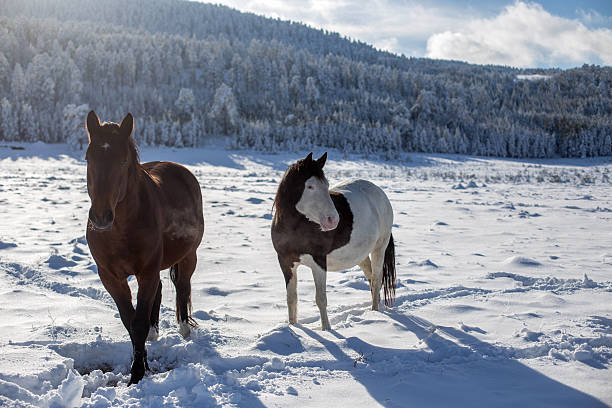 istock Horses in the snow 618654426
