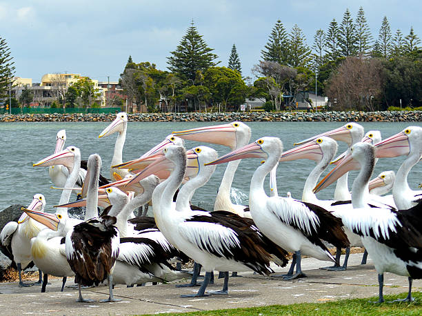 istock Pelicans at Forster Inlet, New South Wales 618654516