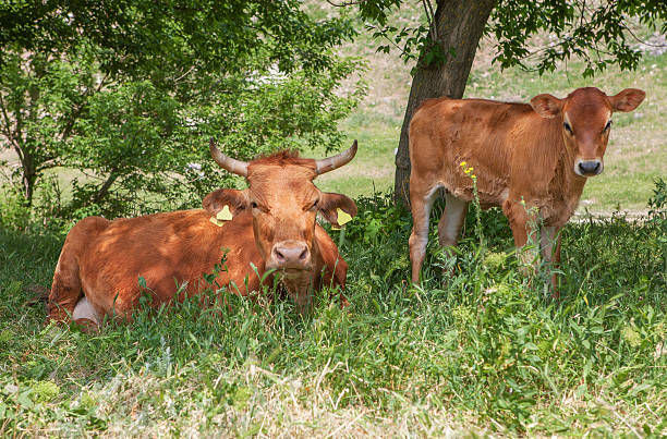 istock Cow and calf in the shade 618718920