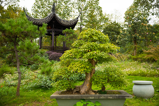 Hangzhou, China  - October 13, 2016: Hangzhou Botanical Garden,a Chinese garden in Hangzhou,Zhejiang