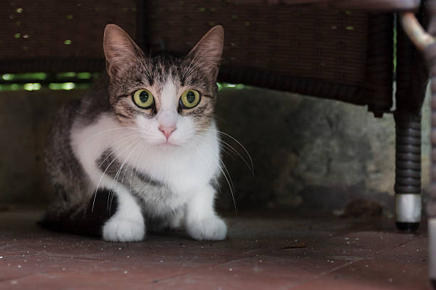 istock Cat white and gray with green eyes 618719428