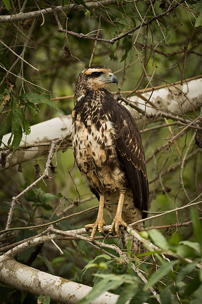 istock Juvenile savanna hawk on branch facing right 618719878