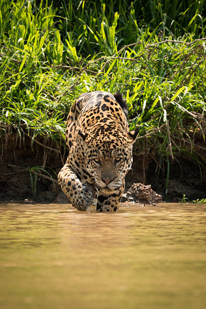 istock Jaguar walking through muddy shallows towards camera 618719954