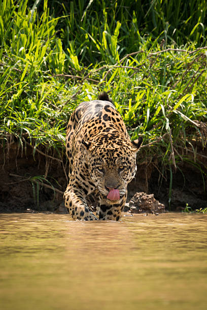 istock Jaguar walking through muddy shallows licking lips 618719988