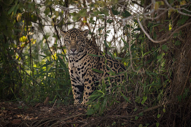 istock Jaguar sitting looking down in leafy clearing 618720516