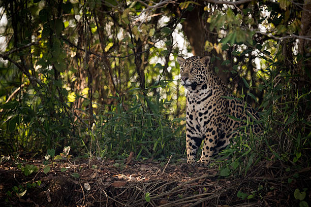 istock Jaguar sitting in trees in dappled sunlight 618720552