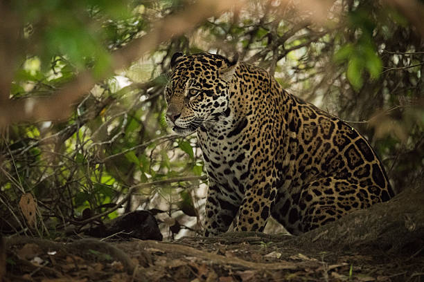 istock Jaguar sitting beneath trees in sunlit forest 618720790