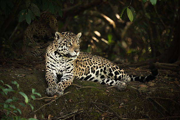 istock Jaguar lying under trees on shady bank 618721314
