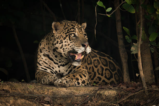 istock Jaguar lying on earth bank under trees 618721370