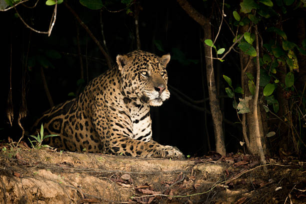 istock Jaguar lying on earth bank in trees 618721416