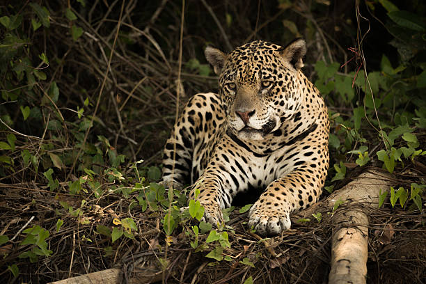 istock Jaguar lying beside log on overgrown bank 618721928