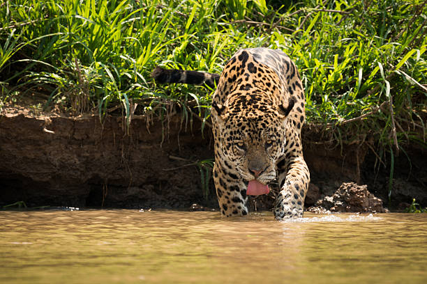 istock Jaguar in shallows drinking from muddy river 618722290
