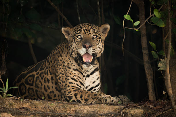 istock Jaguar in shade of trees facing camera 618722326