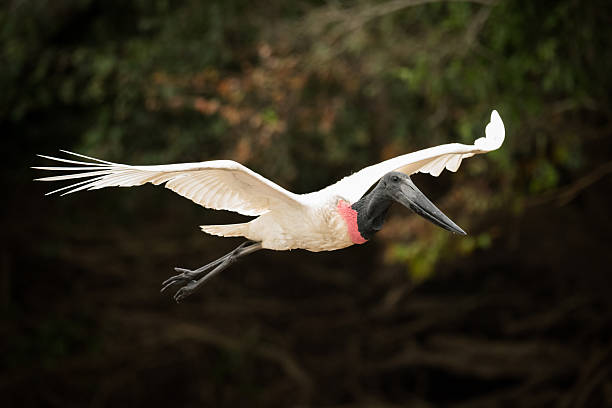 istock Jabiru flying past trees with outstretched wings 618723616