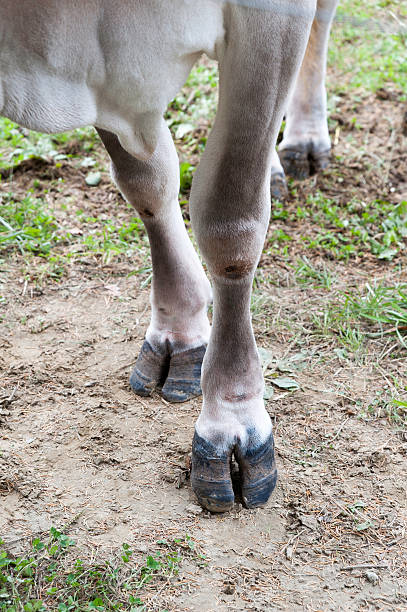 istock Cow hooves and brisket 618723828