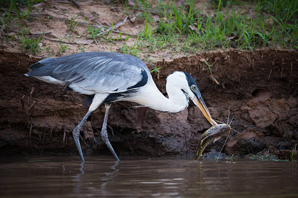 istock Cocoi heron picking up fish with beak 618725184