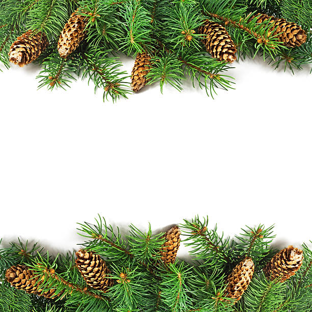 istock Branch of Christmas tree and cones 618725888