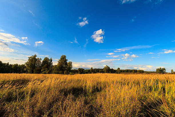 istock Autumn landscape with green grass on a meadow 618725964