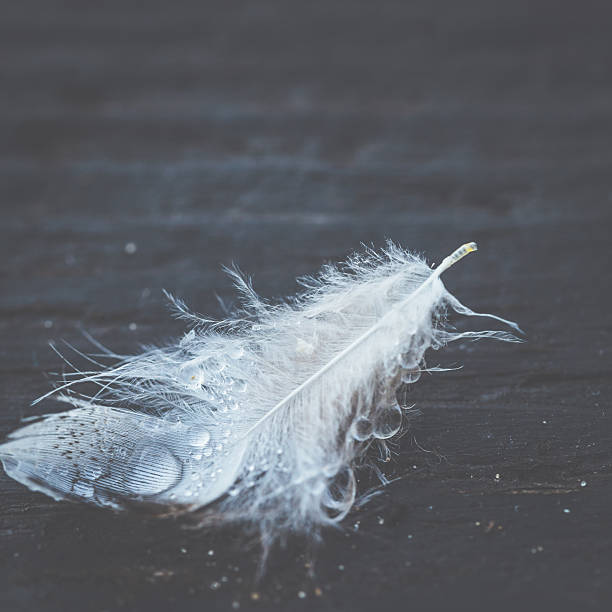 istock Feather with water drops on dark wood 618725992
